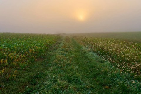 Foggy sunrise over a country lane flanked by grasses, conveys a mystical atmosphere, Mönchberg,