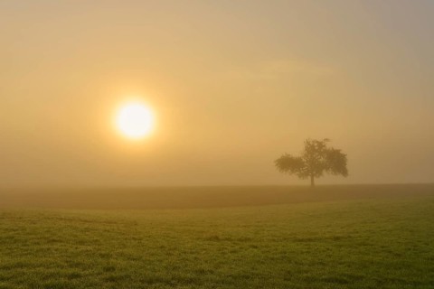 Golden morning light over a field with an apple tree in the fog, conveys tranquillity, Mönchberg,