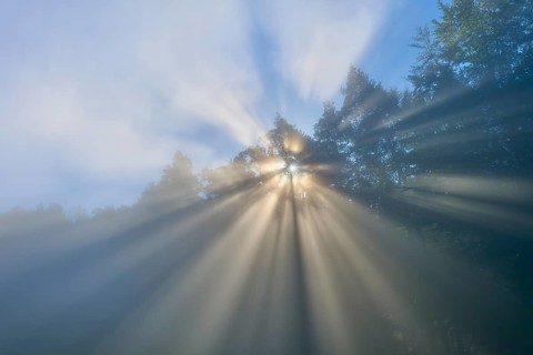 Sunbeams penetrate the trees in a misty forest under a blue sky, Mönchberg, Miltenberg, Spessart,