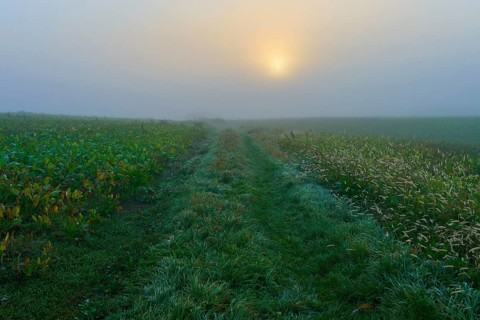 Foggy sunrise over a field with grasses and plants, creates a mystical atmosphere, Mönchberg,