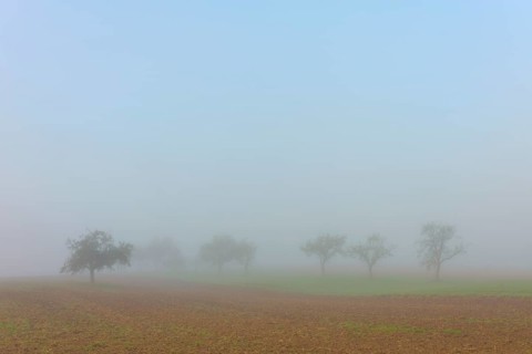 Misty trees in a field, blurred contours create autumnal tranquillity, Mönchberg, Miltenberg,
