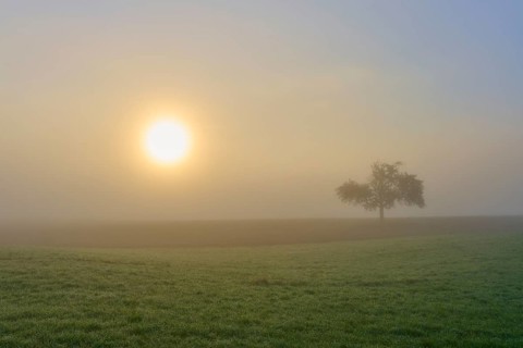 Sunrise behind a lonely apple tree in the fog on a field, creates a calm atmosphere, Mönchberg,