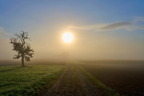 A single fruit tree next to a path leading into a misty landscape, Mönchberg, Miltenberg, Spessart,