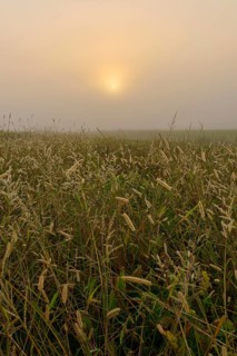 Sunrise in the fog over a field full of grasses, a calm and atmospheric scenery, Mönchberg,