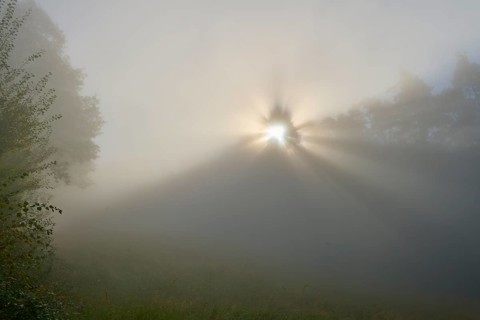 A sunrise brings calming rays of light that fall gently through the misty forest, Mönchberg,