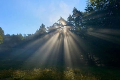 Rays of light break through the dense forest on a foggy morning, Mönchberg, Miltenberg, Spessart,