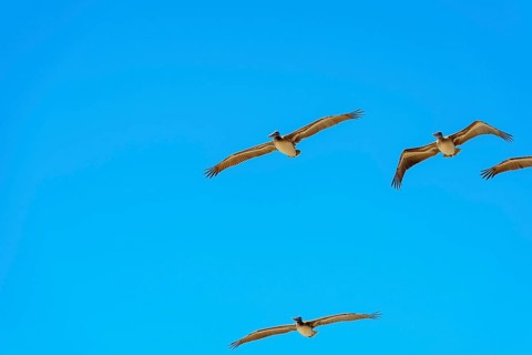 Brown Pelicans in flight, Orange County, California, USA, North America