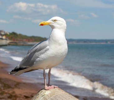 European Herring Gull, Larus argentatus, standing on sea wall above beach, Dawlish, south Devon,