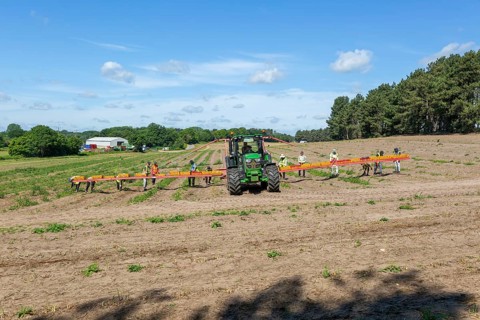 Team of foreign workers harvesting asparagus crop loading onto boxes on tractor boom, Suffolk,