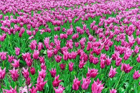 Pink tulips, tulip field, Bollenstreek, South Holland, Netherlands
