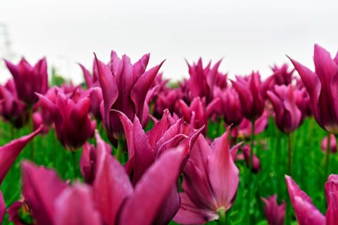 Pink tulips, dull spring weather, cloud cover, tulip field, Bollenstreek, South Holland,
