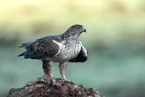 Bonelli's eagle (Aquila fasciata), on a rock, Andalusia Spain