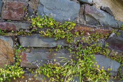 Cymbalaria muralis on a wall, North Rhine-Westphalia, Germany