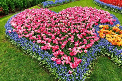 Heart, bed with tulips (Tulipa) and grape hyacinths (Muscari), view from above, Keukenhof Gardens,