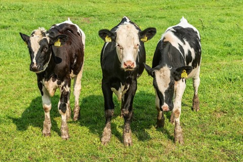 Young black and white lowland cattle on pasture in Ystad municipality, Skåne county, Sweden,