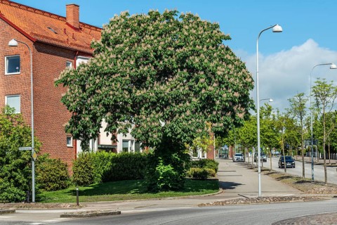 Flowering chestnut trees by street and apartment buildings in Ystad, Skåne County, Sweden,
