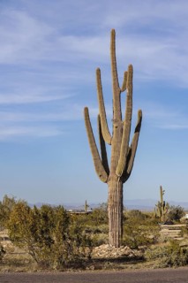 Saguaro (Carnegiea gigantea) cacti at the White Tank Mountain Regional Park in Phoenix, Arizona,