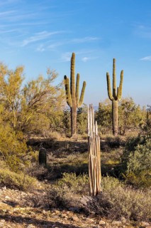 Healthy and dead Saguaro (Carnegiea gigantea) cacti at the White Tank Mountain Regional Park in