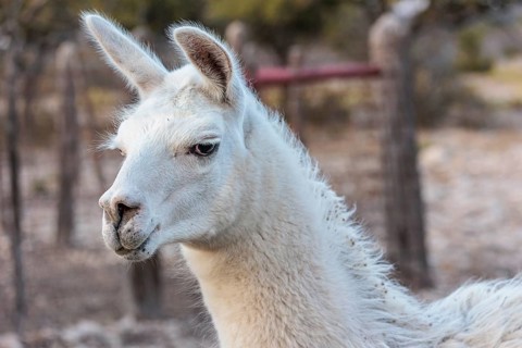 Domesticated alpaca livestock helps to protect goats from predators on a ranch in Sonora, Texas,