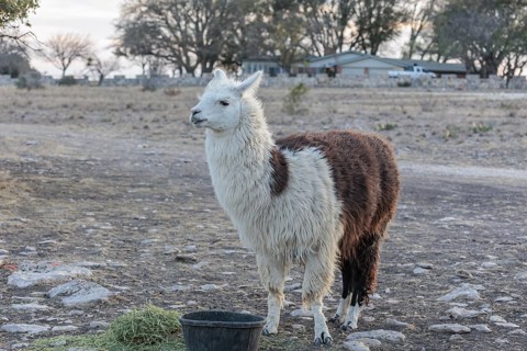 Domesticated alpaca livestock helps to protect goats from predators on a ranch in Sonora, Texas,