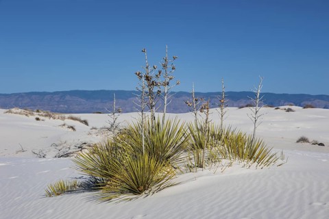 Gypsum dunefields at White Sands National Monument located within the Chihuahuan Desert and the