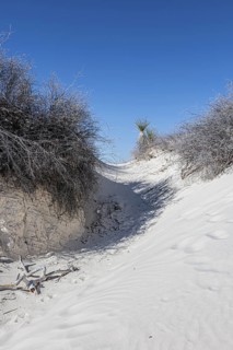 Gypsum dunefields at White Sands National Monument located within the Chihuahuan Desert and the
