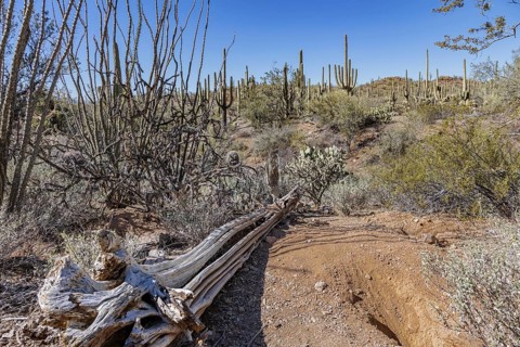 Dead and dried saguaro cactus skeleton along a trail at the Organ Pipe Cactus National Monument in