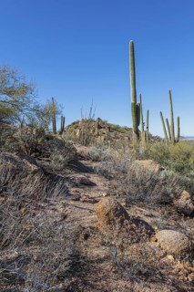 Saguaro and ocotillo cacti along a trail at the Organ Pipe Cactus National Monument in southern
