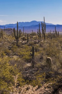 Evening light on saguaro cacti at the Organ Pipe Cactus National Monument in southern Arizona, USA