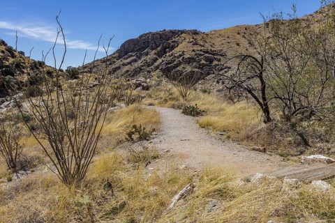 Hiking trail past trees and cacti through the desert in the Santa Catalina Mountains near Tucson,