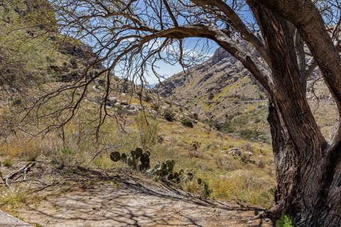 Tree and cacti along the road from Tucson to Mt. Lemmon, Arizona, USA