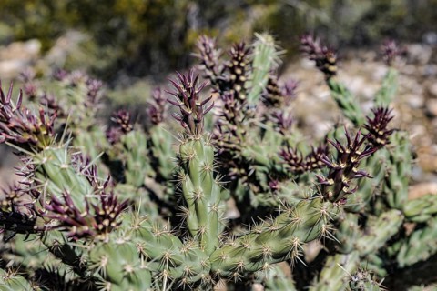 Close up of a buckhorn cholla (Cylindropuntia acanthocarpa) cactus at the White Tank Mountain
