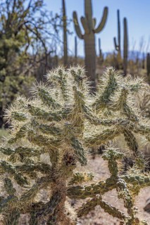 Close up of Cholla cactus at the Organ Pipe Cactus National Monument in southern Arizona, USA