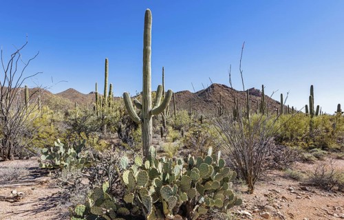 Saguaro and ocotillo cacti along a trail at the Organ Pipe Cactus National Monument in southern