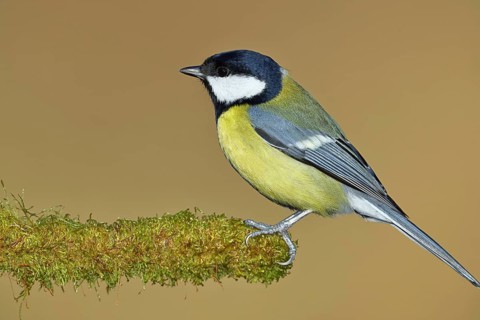 Great tit (Parus major), sitting on moss-covered dead wood, Wilnsdorf, North Rhine-Westphalia,