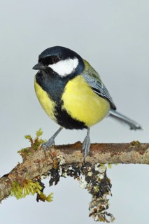 Great tit (Parus major), sitting on a branch overgrown with lichen and moss, Wilnsdorf, North