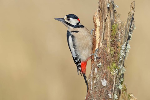 Great spotted woodpecker (Dendrocopos major), male, foraging on a tree stump overgrown with moss