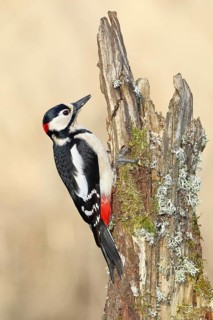 Great spotted woodpecker (Dendrocopos major), male, foraging on a tree stump overgrown with moss