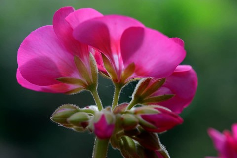 Geranium flower, pink flower of a geranium, Geranium spec