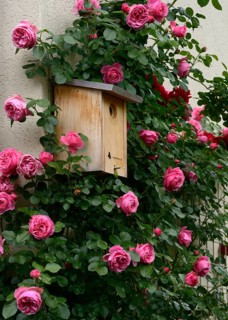 Flowering climbing roses with nesting box, rose 'Leonardo da Vinci'