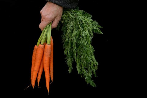 Hand holding bunch of carrots, Daucus carota