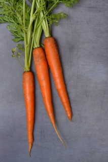 Carrots with leafy greens, Daucus carota