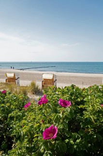 Potato rose, beach chairs, beach, Baltic Sea, Kühlungsborn, Rostock district, Mecklenburg-Western