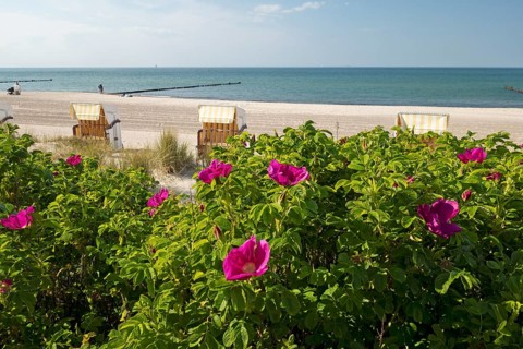 Potato roses, beach chairs, beach, Baltic Sea, Kühlungsborn, Rostock district, Mecklenburg-Western