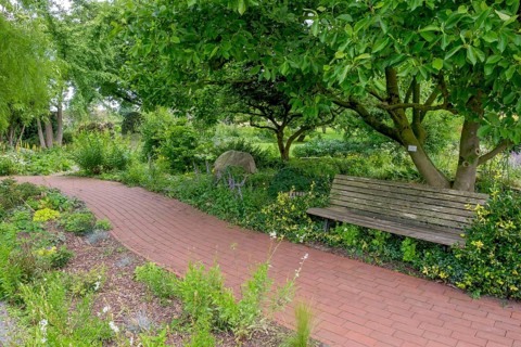 Path between perennial beds, garden bench under magnolia tree, district educational garden,