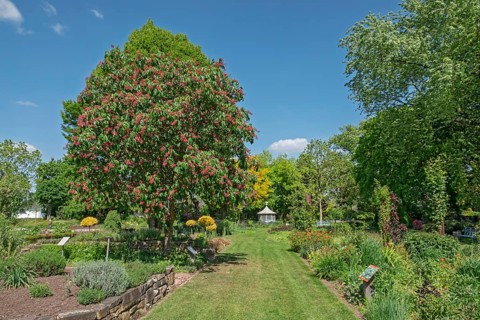 Aesculus pavia (Aesculus pavia), district educational garden, Burgsteinfurt, Münsterland, North