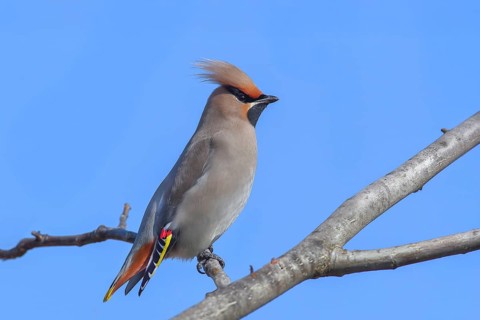 Waxwing (Bombycilla garrulus) sitting on a branch, wildlife, nature photography, migratory bird,