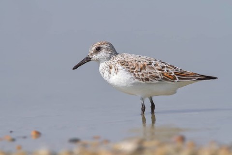 Sanderling (Calidris alba), standing in shallow water, wildlife, nature photography, wading bird,
