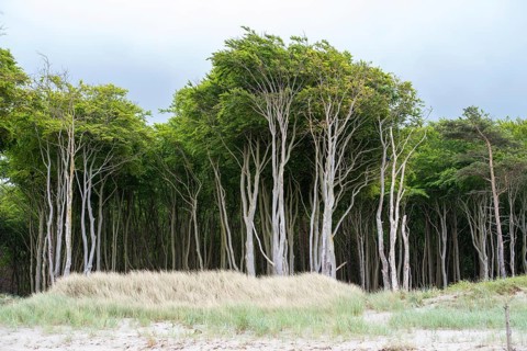Wind-sculpted trees by the Baltic Sea, Prerow, Mecklenburg-Western Pomerania, Germany