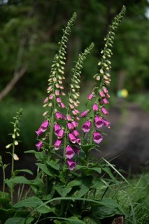 Flowering foxglove in the Darß Forest near Prerow, Mecklenburg-Western Pomerania, Germany